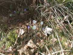 Hepatica nobilis