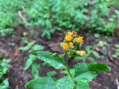Senecio triangularis