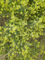 Baccharis dracunculifolia