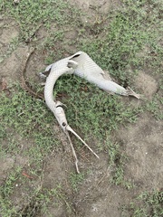 Lepisosteus osseus
