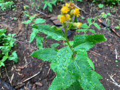 Senecio triangularis