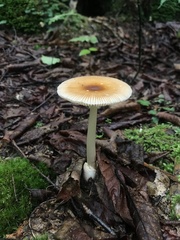 Amanita fulva