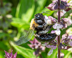 Xylocopa virginica texana