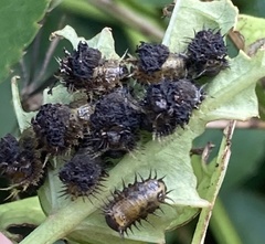 Chelymorpha cribraria