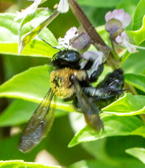 Xylocopa virginica texana