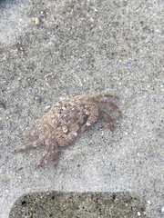 Pachygrapsus crassipes