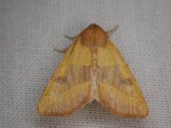 Atethmia centrago