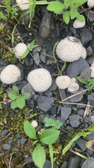 Lycoperdon marginatum