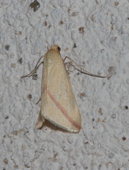 Rhodometra sacraria