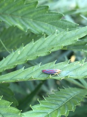 Graphocephala coccinea