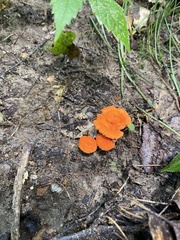 Cantharellus cinnabarinus