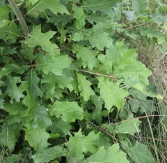 Quercus rubra