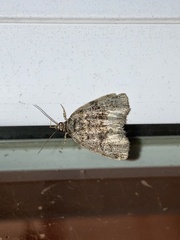 Protodeltote muscosula