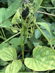 Chelymorpha cribraria