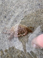 Pachygrapsus crassipes