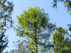 Larix sibirica