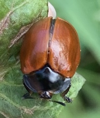 Chelymorpha cribraria