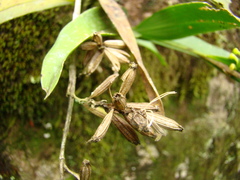 Polystachya concreta