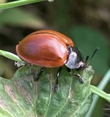 Chelymorpha cribraria