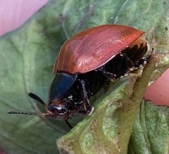 Chelymorpha cribraria