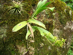 Polystachya concreta