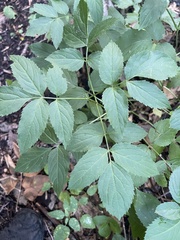 Plantae