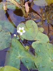 Caltha natans