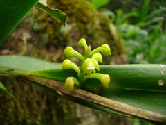 Polystachya concreta