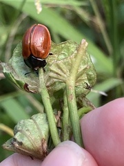 Chelymorpha cribraria