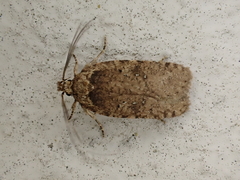 Agonopterix heracliana