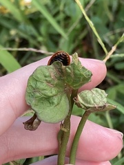 Chelymorpha cribraria