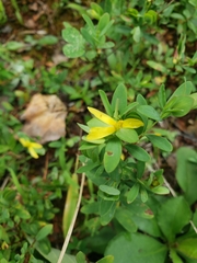 Hypericum stragulum