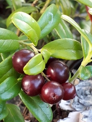 Vaccinium vitis-idaea