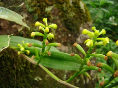 Polystachya concreta