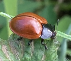 Chelymorpha cribraria