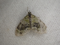 Acasis viretata