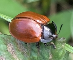 Chelymorpha cribraria