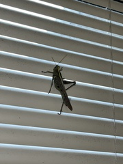 Schistocerca obscura