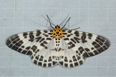 Pogonopygia nigralbata