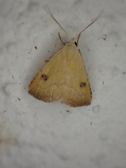 Rivula sericealis