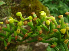 Polystachya concreta