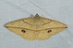 Hypochrosini