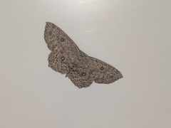 Cyclophora pendularia