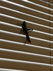 Schistocerca obscura