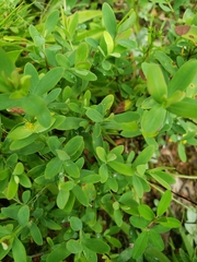 Hypericum stragulum