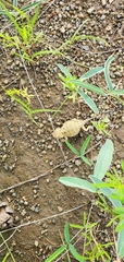 Phrynosoma hernandesi