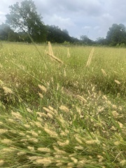 Setaria pumila