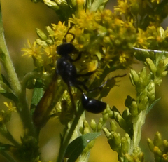 Isodontia