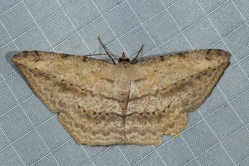 Probithia imprimata