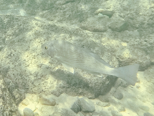 Longfin croaker (Umbrina dorsalis) — Sciaenidae — 3